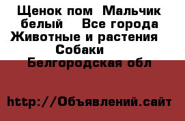 Щенок пом. Мальчик белый  - Все города Животные и растения » Собаки   . Белгородская обл.